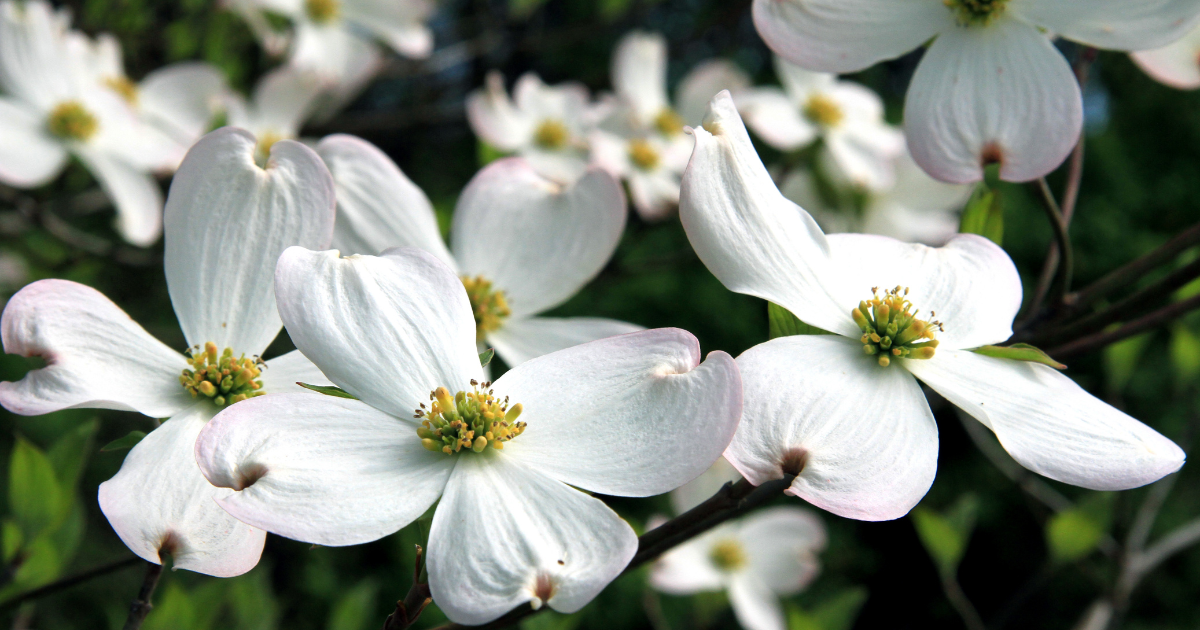 Your Guide to Spring Activities in Knoxville, TN